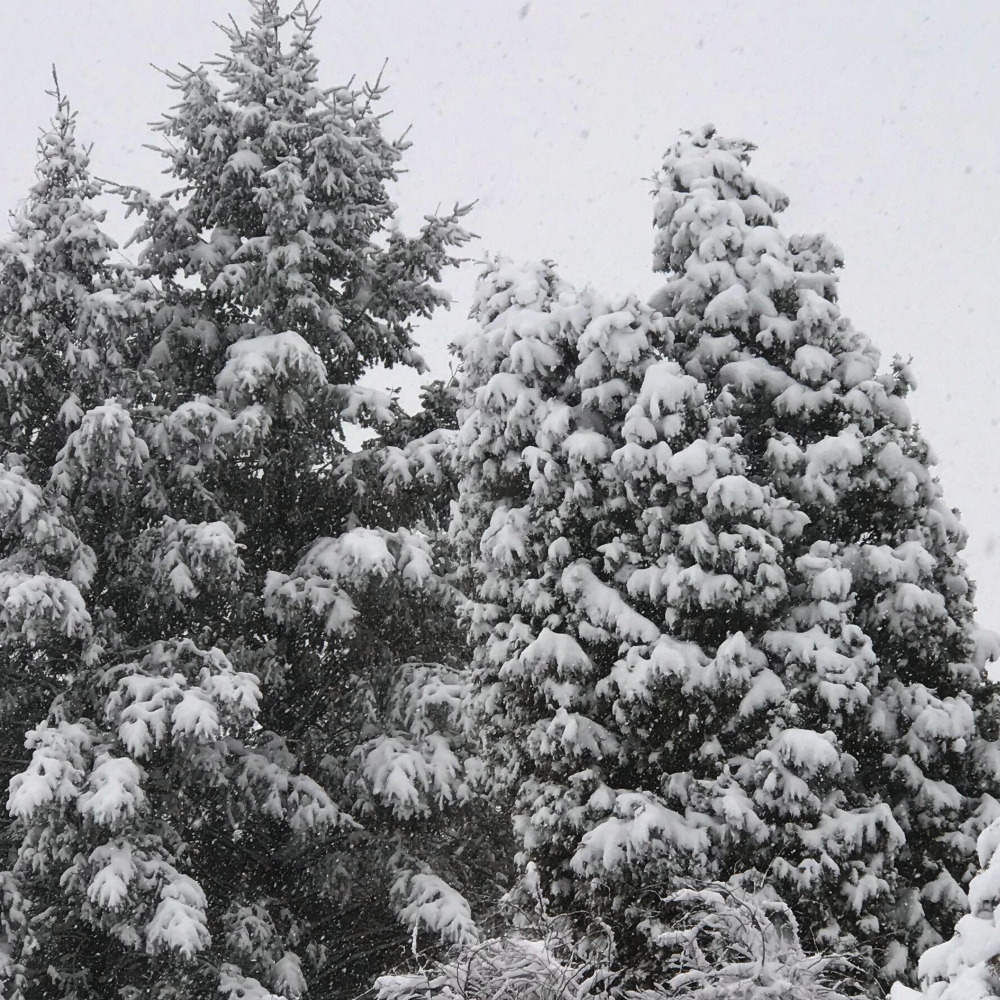 Snow-Covered Road Trippin' Adventure | by Sherri Tilley | Pocono Mountains | Trees