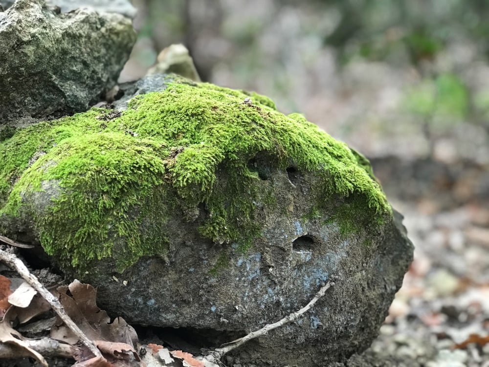 Photo by Sherri Tilley | Cross Timbers Hiking Trail
