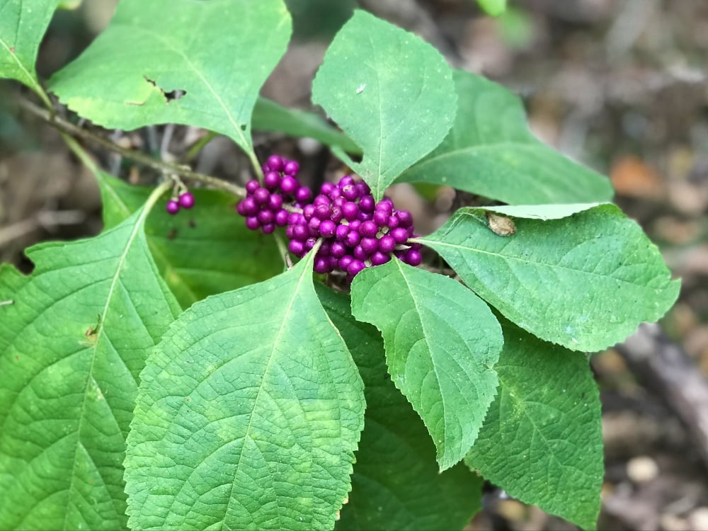 Photo by Sherri Tilley | Cross Timbers Hiking Trail