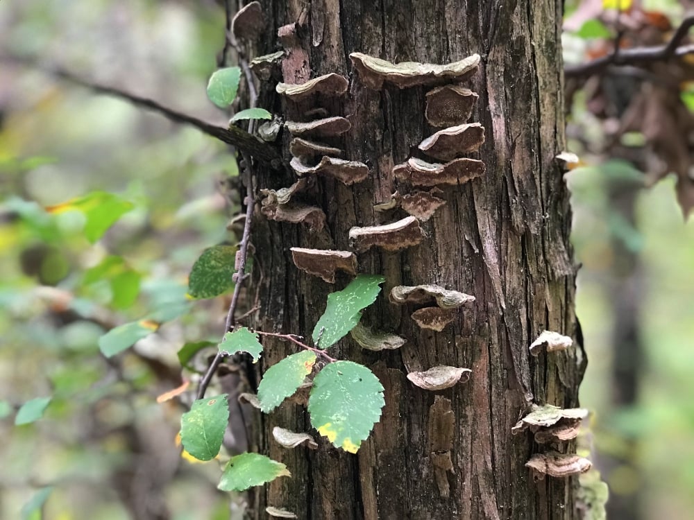 Photo by Sherri Tilley | Cross Timbers Hiking Trail