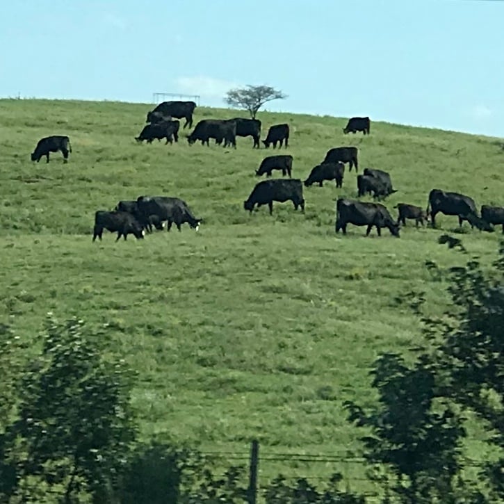 Scenes from the Heartland