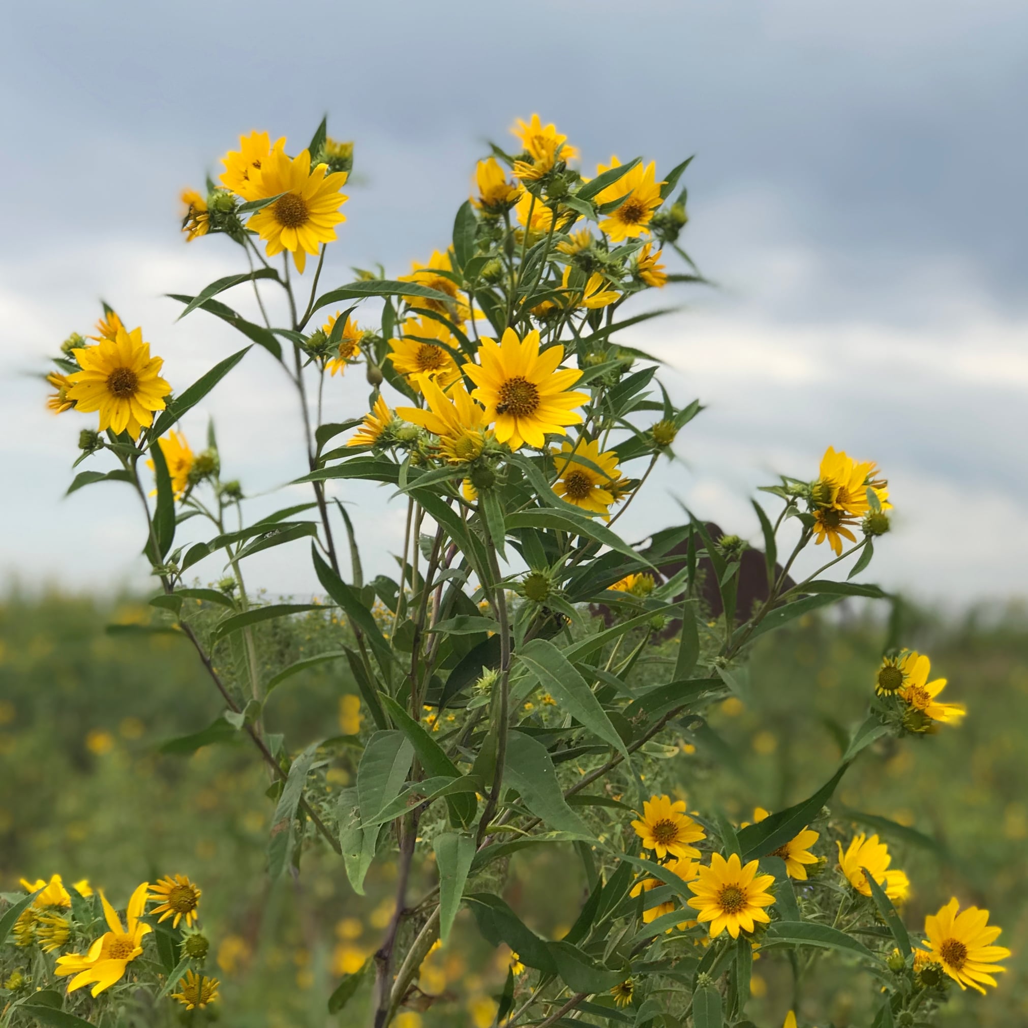 Scenes from the Heartland