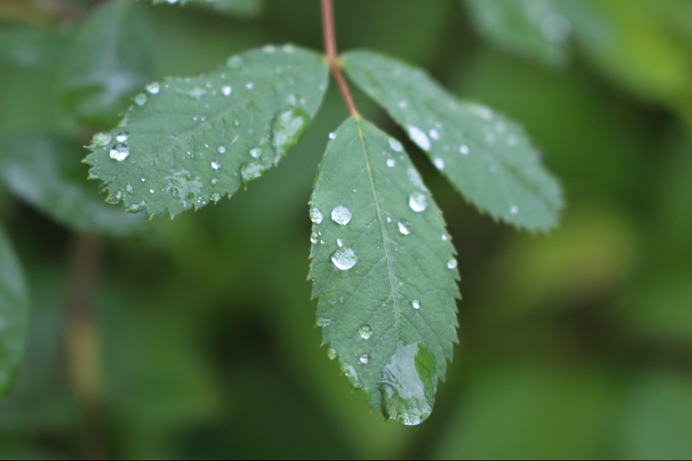 Declare Strength in the Midst of the Storm